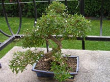 Photo du bonsai : Serissa (Serissa foetida)